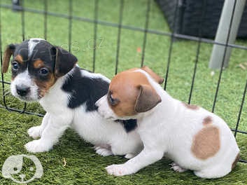 tata jack russell k dispozici