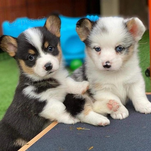 Pembroke Welsh Corgi.