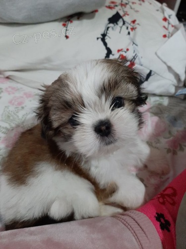 TATA SHIH TZU