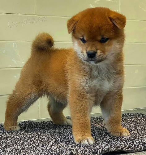 TATA MINI SHIBA INU