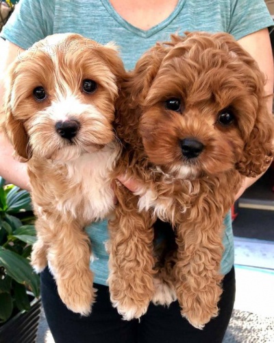 mini tata Cavapoo