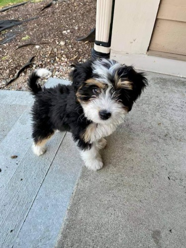 mini tata Bernedoodle.