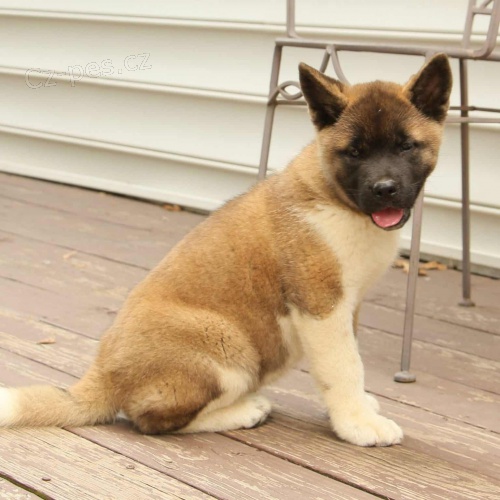 Japonsk tata Akita Inu k adopci