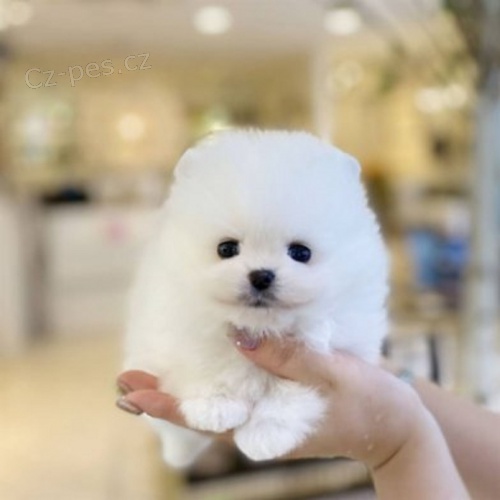 Nmeck pic. Mini pomeranian bez PP