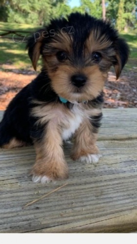 MINI TTKO YORKIPOO