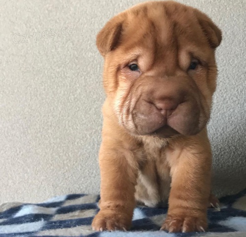 Shar-pei okovan tata