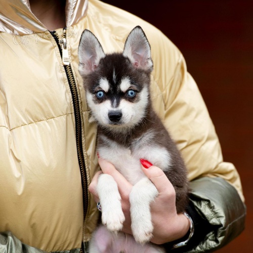 Predm teniatka ALASKAN KLEE KAI