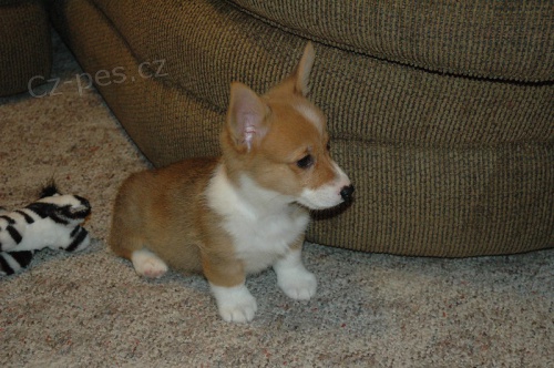 Prodm tata Pembroke Weksh Corgi.