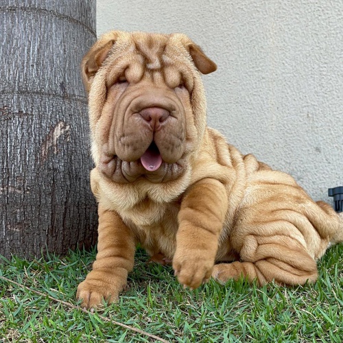 Prodm zdrav tata okovan shar-pei.