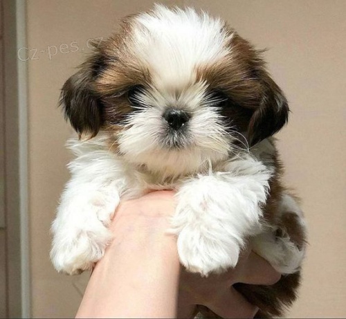 teniatka SHIH TZU