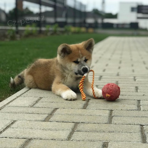 Predm zdrav teniatka akita inu