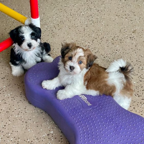 teniatka havanese.