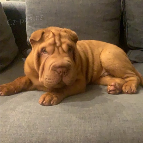 shar-pei.