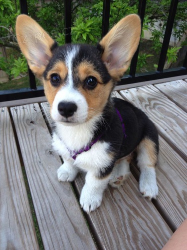 Cardigan Welsh corgi.