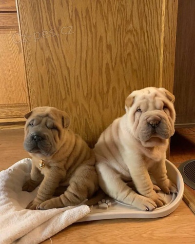 shar-pei.