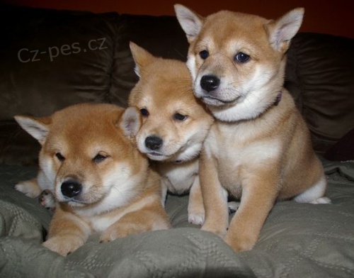 tata shiba inu