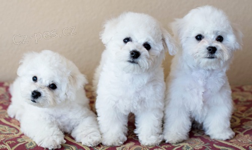 Bichon Frise puppies available for sale.