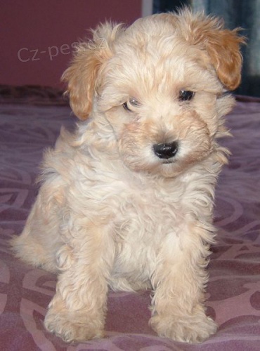 Prodm zdrav tata Mini Schnoodle