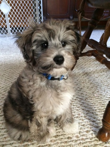 Prodm zdrav tata Mini Schnoodle