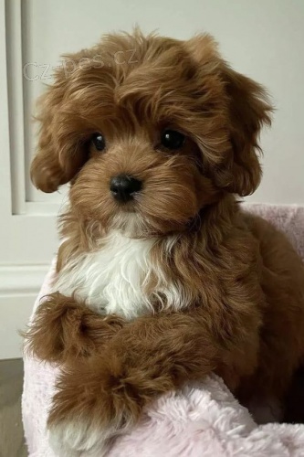 tata Cavapoo