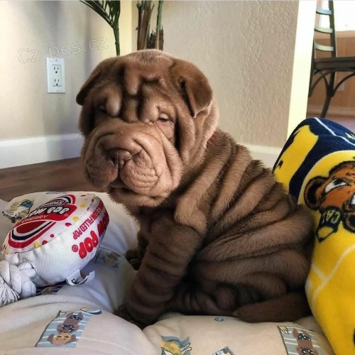 shar-pei.