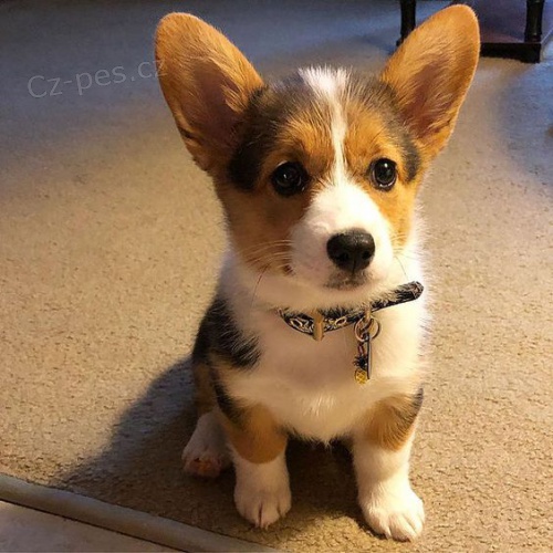 Cardigan Welsh corgi.