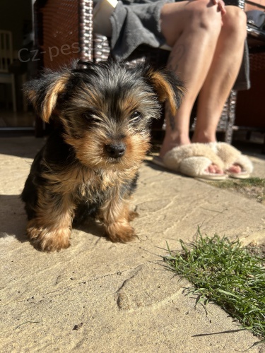 TTKO YORKIPOO