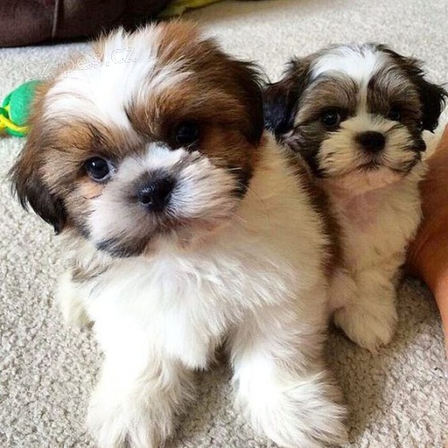 tata SHIH TZU