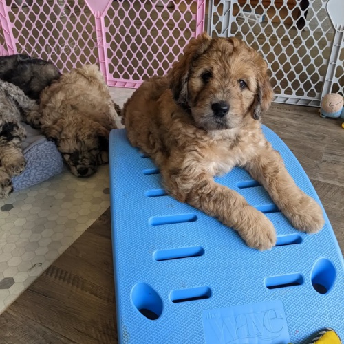 Mini Springerdoodle