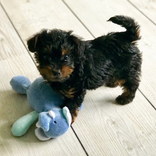MINI YORKIPOO