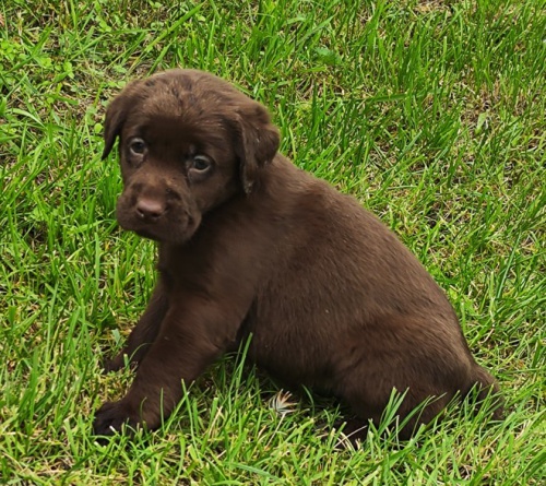 Nab�dka �t�n�te hn�d�ho labradorsk�ho retrievera