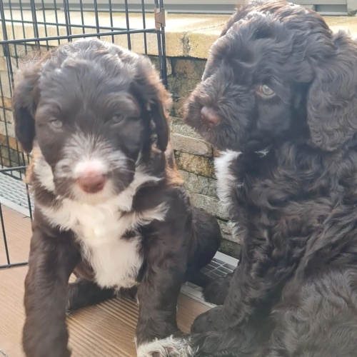 portugalsk�ho vodn�ho psa k adopci