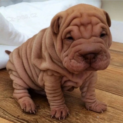 tata okovan shar-pei.
