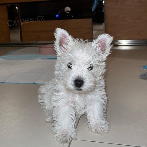 �t��ata West Highland White Terriers
