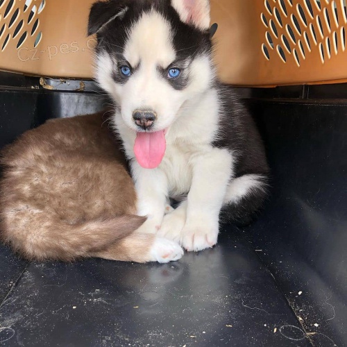 �t��ata sibi�sk�ho huskyho