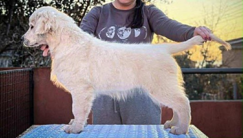 Zlat� retr�vr � �t�n�