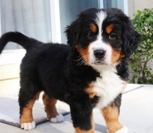 bernskho salanickho psa