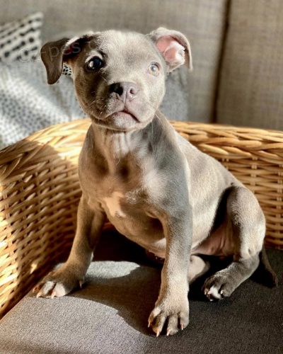 stafordrskho bulterira