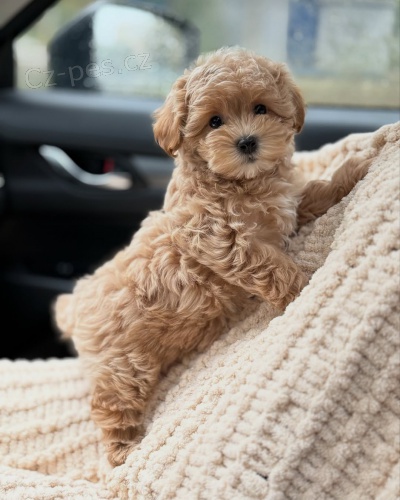 Maltipoo