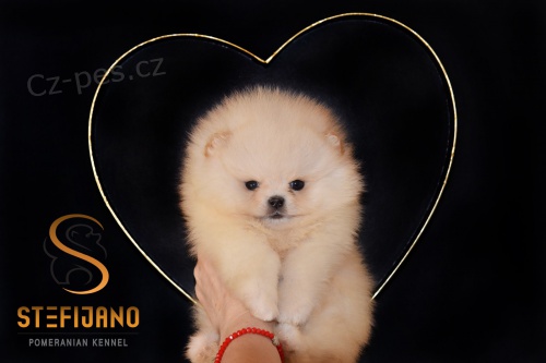 Pomeranian BOO �t��ata