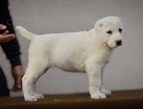 St�edoasijsk� pasteveck� pes � �t��ata