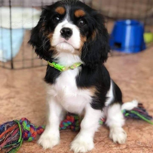 Kaval�r King Charles �pan�l