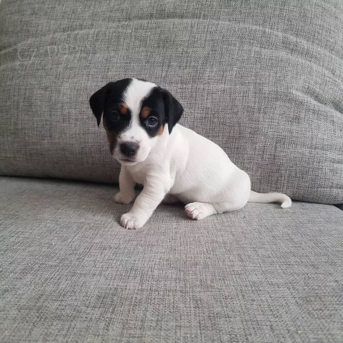 jack russell teri�ra.