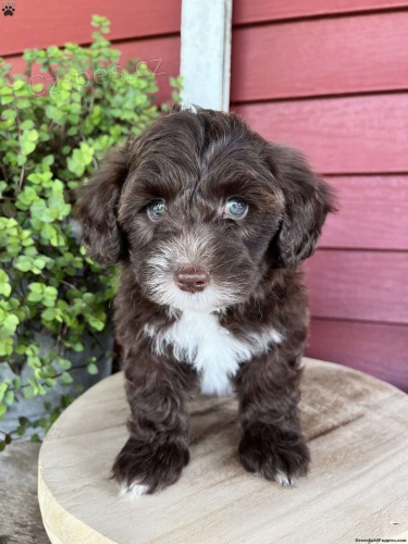 portugalsk�ho vodn�ho psa k adopci