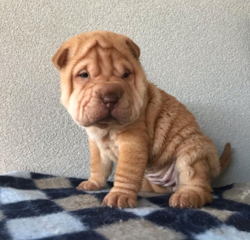 �t��ata o�kovan� shar-pei.