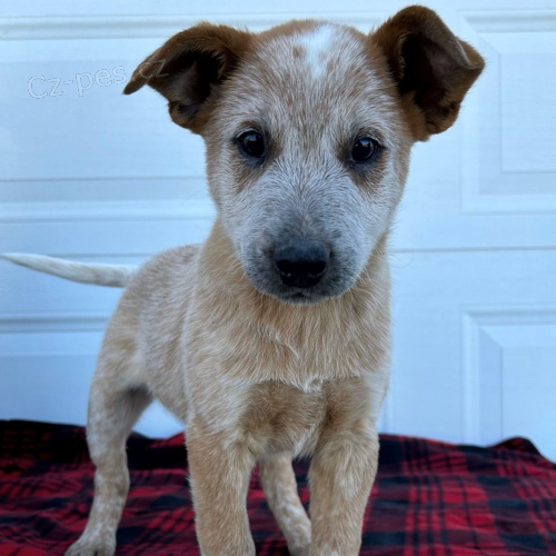 Australian cattle Dog Heeler