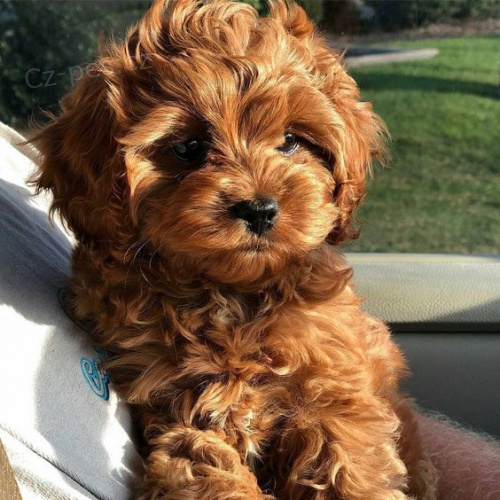 Cavapoo