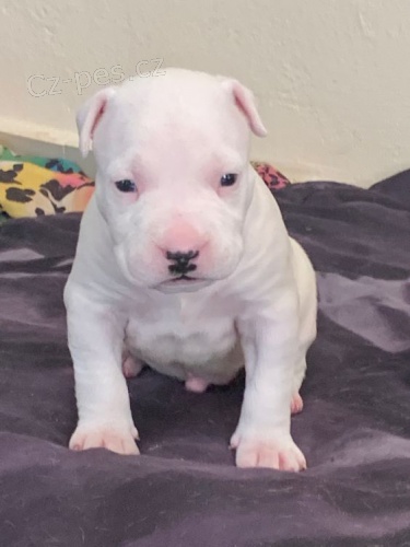 �t��ata argentinsk�ho doga