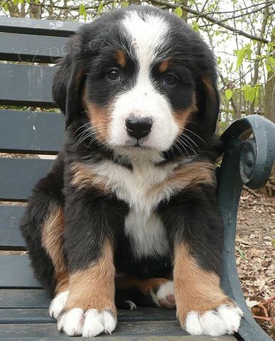 bernsk�ho sala�nick�ho psa