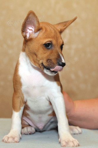 �t���tka Basenji
